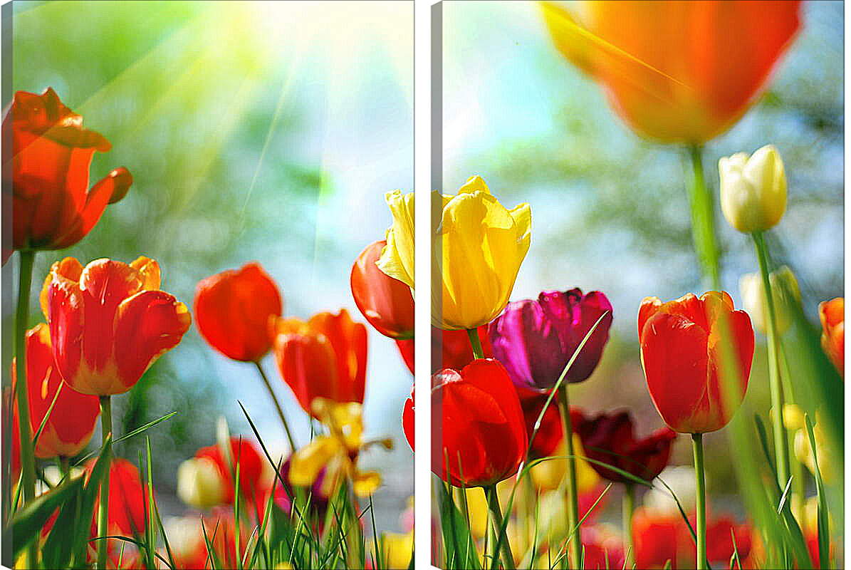 Модульная картина - Тюльпаны и луч солнца
