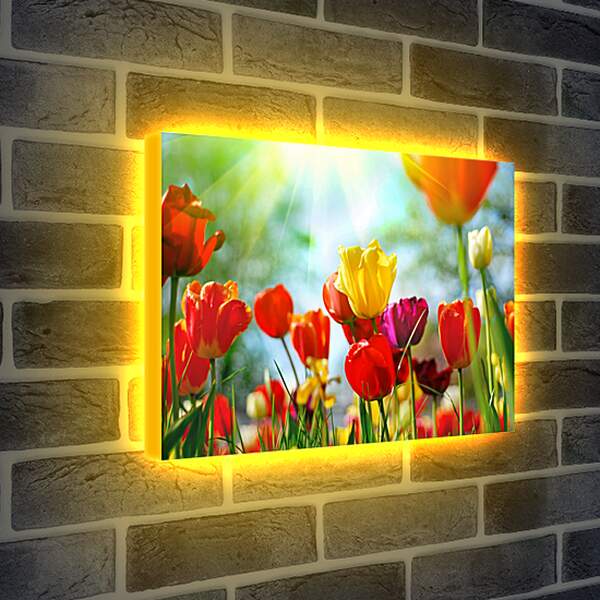 Лайтбокс световая панель - Тюльпаны и луч солнца
