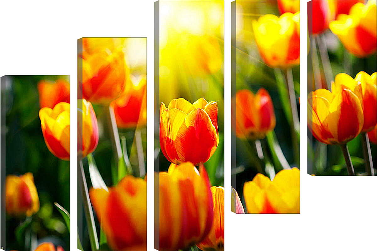 Модульная картина - Тюльпаны на солнце
