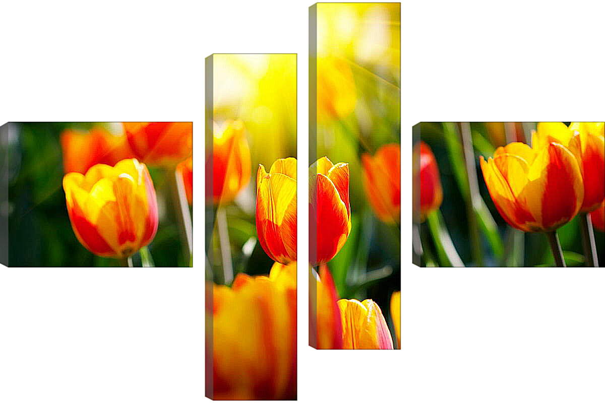 Модульная картина - Тюльпаны на солнце
