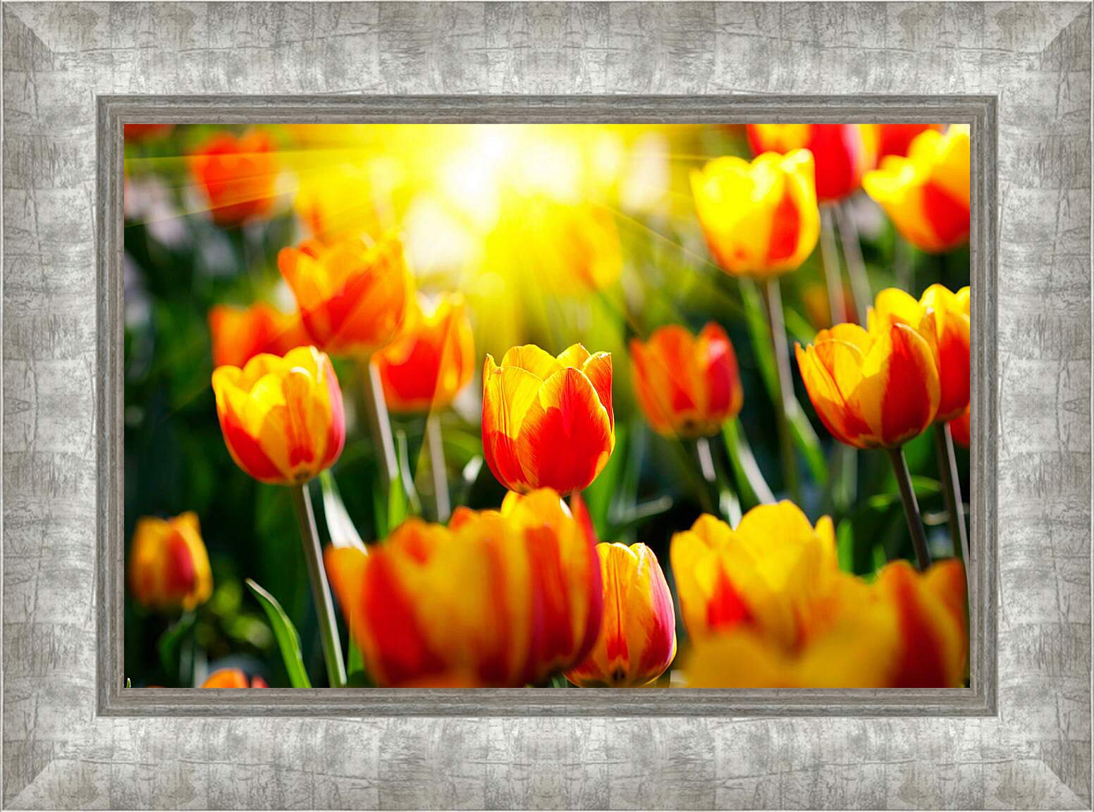 Картина в раме - Тюльпаны на солнце
