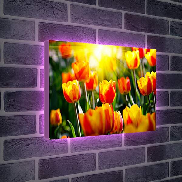Лайтбокс световая панель - Тюльпаны на солнце
