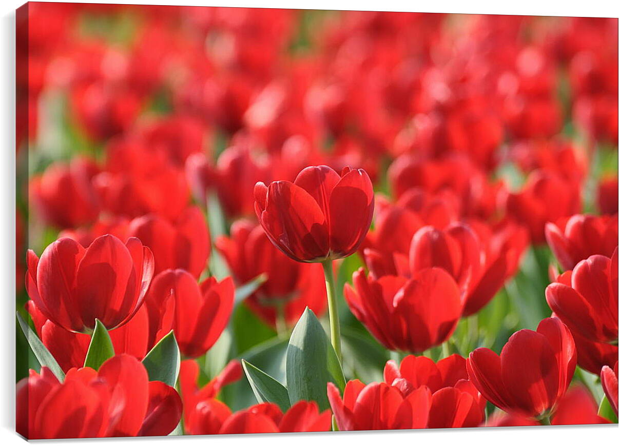 Постер и плакат - Красные тюльпаны
