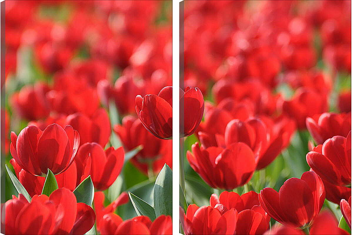 Модульная картина - Красные тюльпаны
