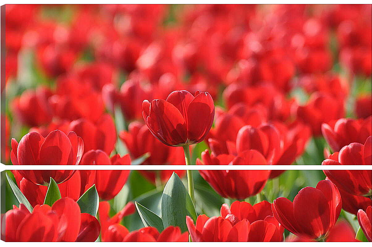 Модульная картина - Красные тюльпаны
