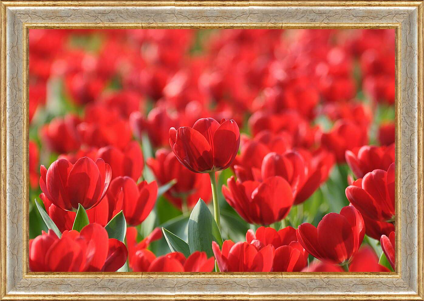 Картина в раме - Красные тюльпаны
