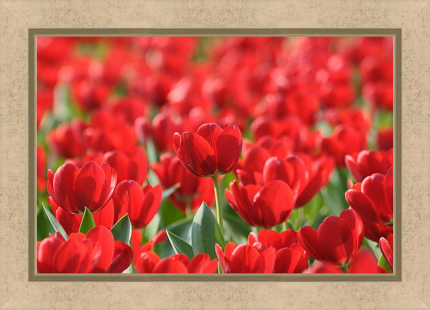 Картина в раме - Красные тюльпаны
