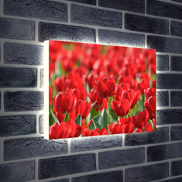 Лайтбокс световая панель - Красные тюльпаны
