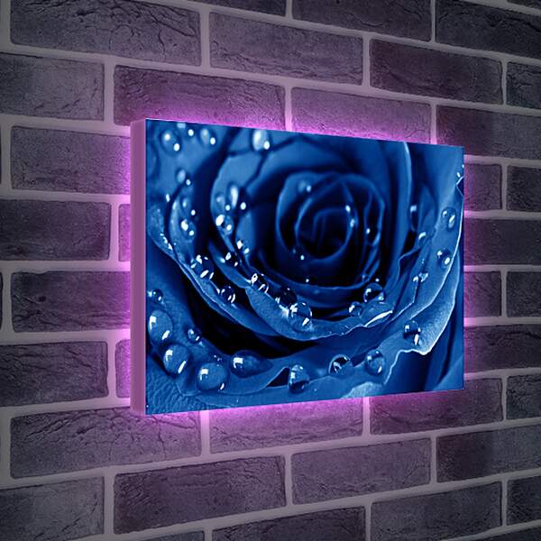 Лайтбокс световая панель - Капли воды на розе
