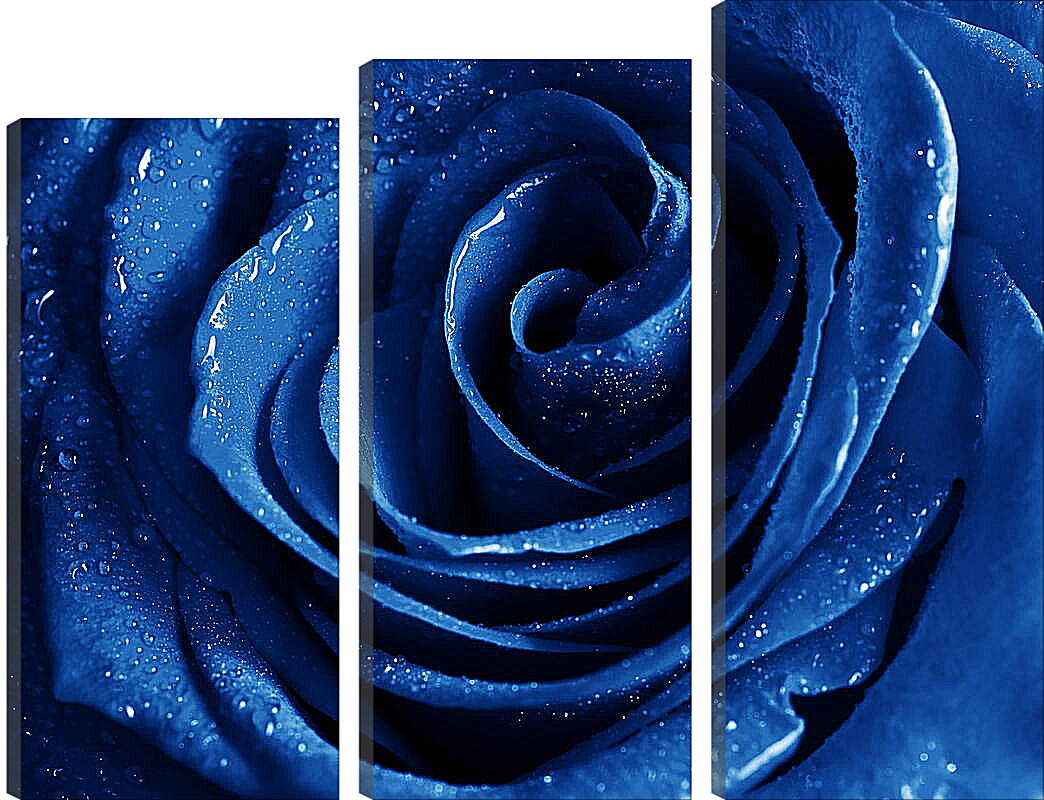 Модульная картина - Капли на синей розе
