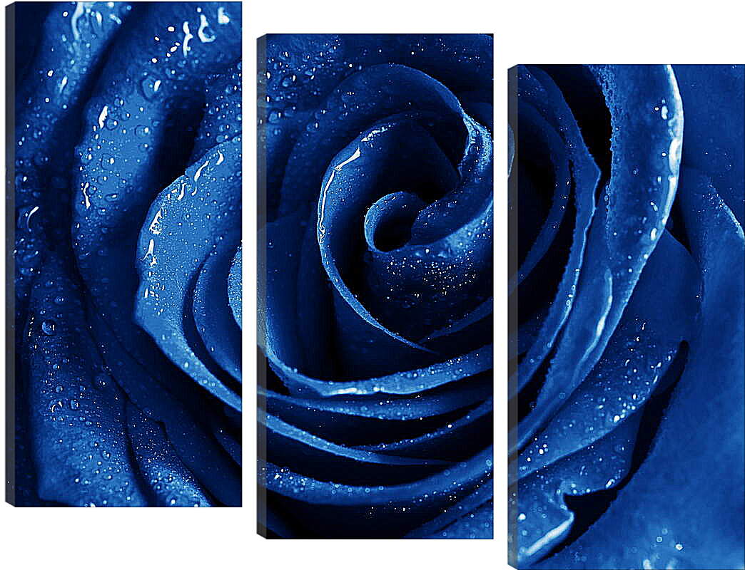 Модульная картина - Капли на синей розе
