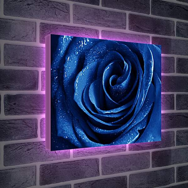 Лайтбокс световая панель - Капли на синей розе
