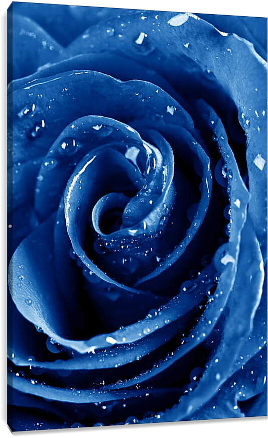 Постер и плакат - Синяя роза в каплях воды
