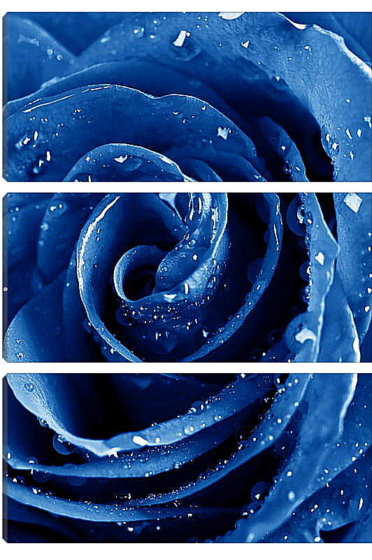 Модульная картина - Синяя роза в каплях воды
