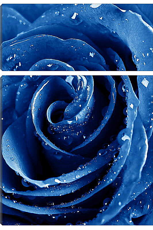 Модульная картина - Синяя роза в каплях воды
