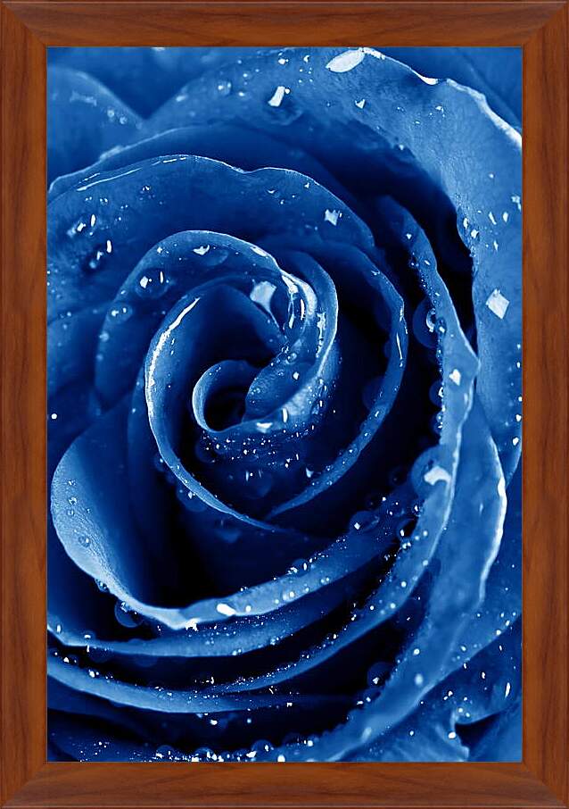 Картина в раме - Синяя роза в каплях воды
