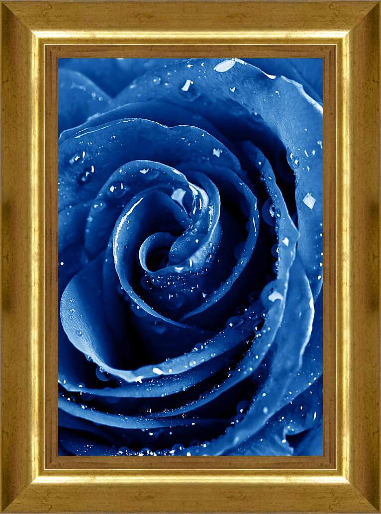 Картина в раме - Синяя роза в каплях воды
