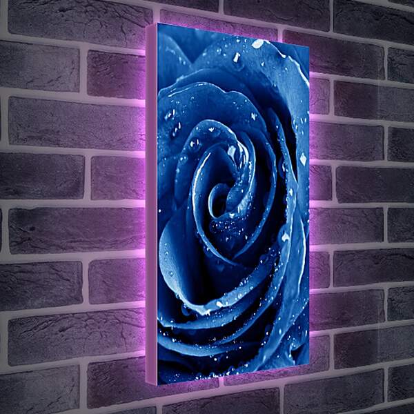 Лайтбокс световая панель - Синяя роза в каплях воды
