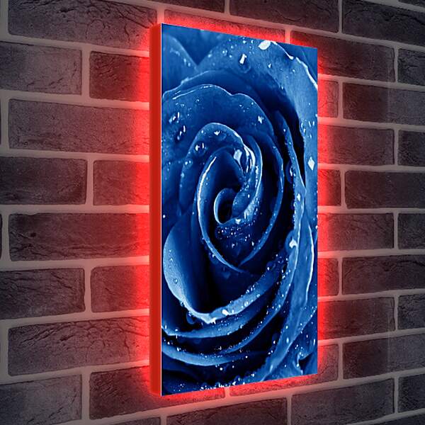 Лайтбокс световая панель - Синяя роза в каплях воды
