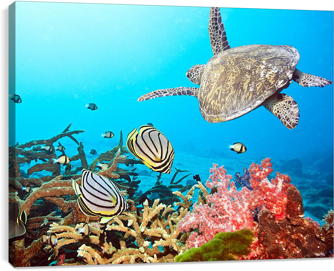 Постер и плакат - Кораловый риф
