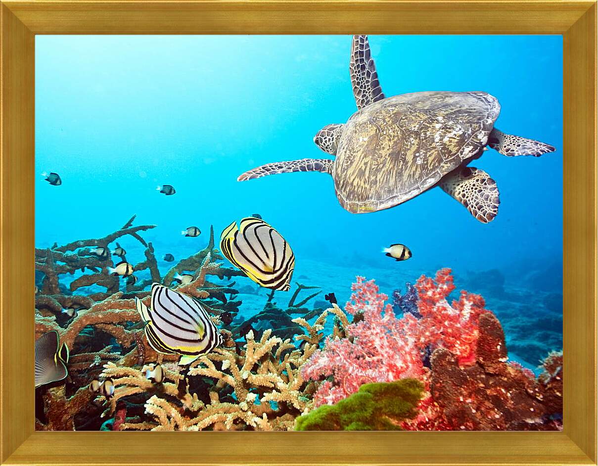 Картина в раме - Кораловый риф

