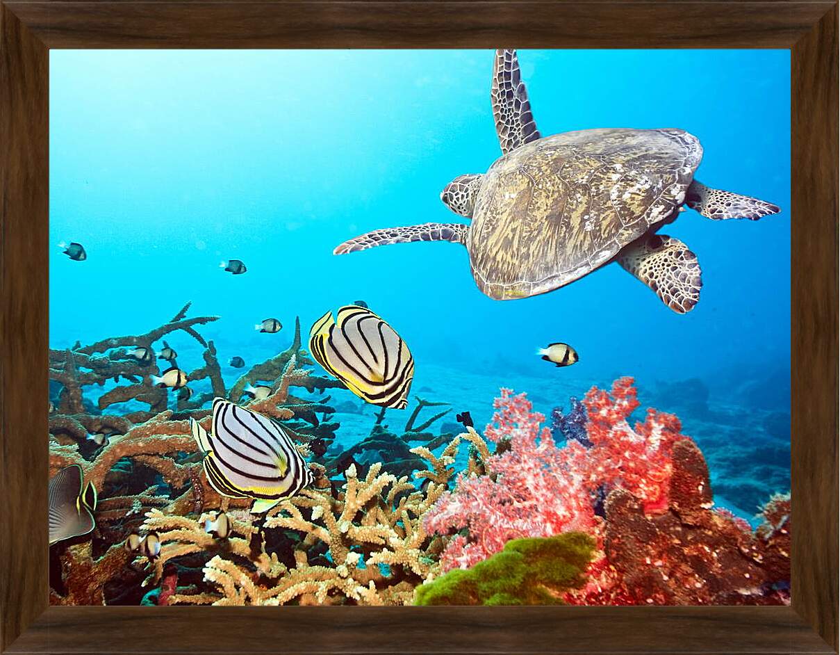 Картина в раме - Кораловый риф
