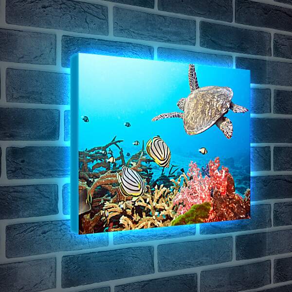 Лайтбокс световая панель - Кораловый риф
