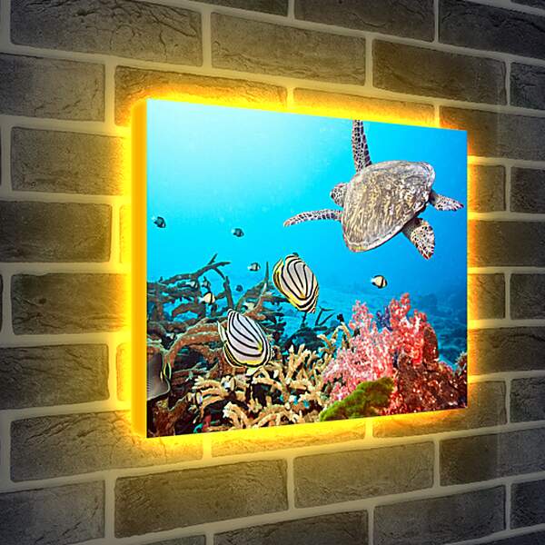 Лайтбокс световая панель - Кораловый риф
