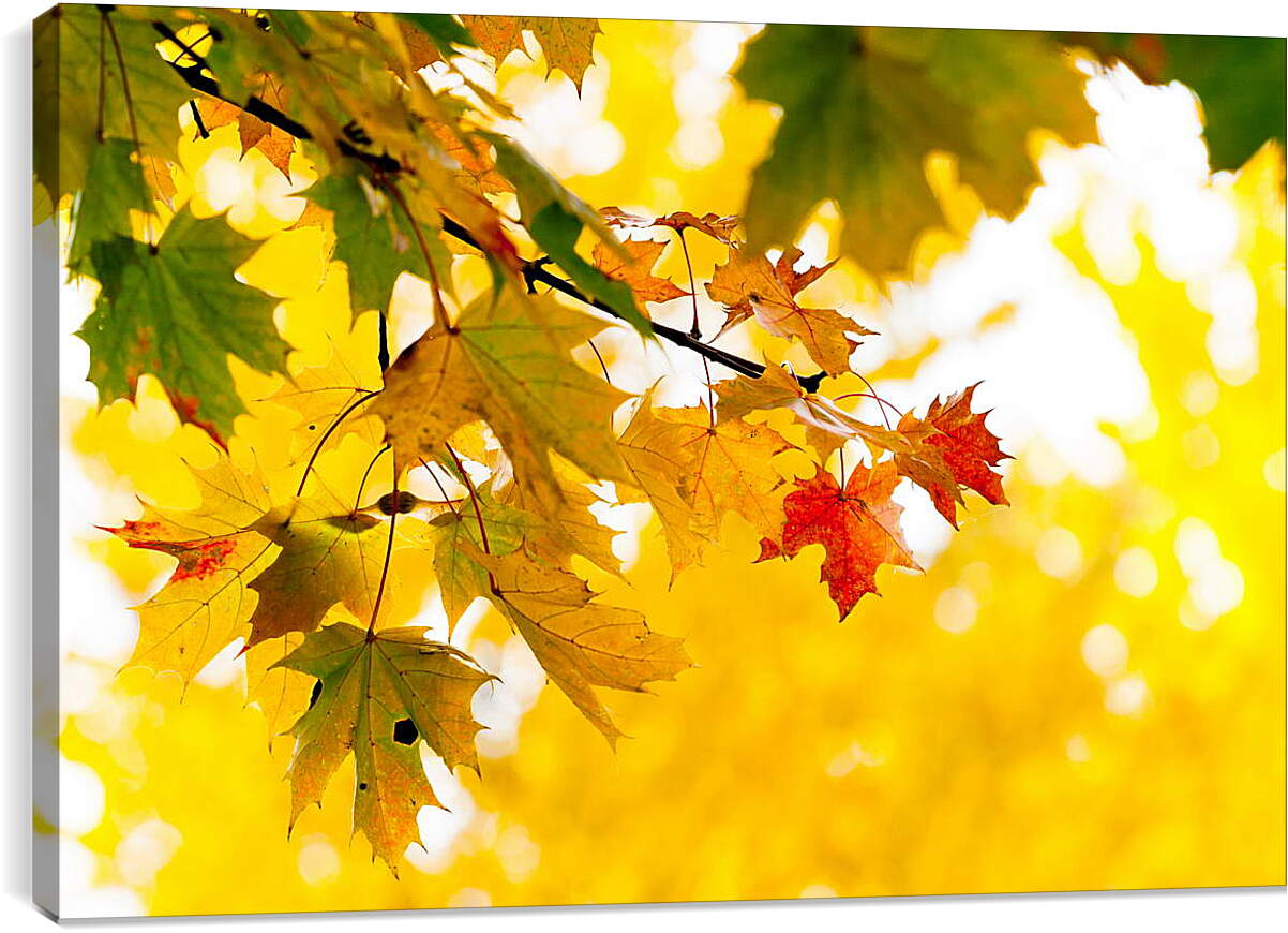Постер и плакат - Осенние листья
