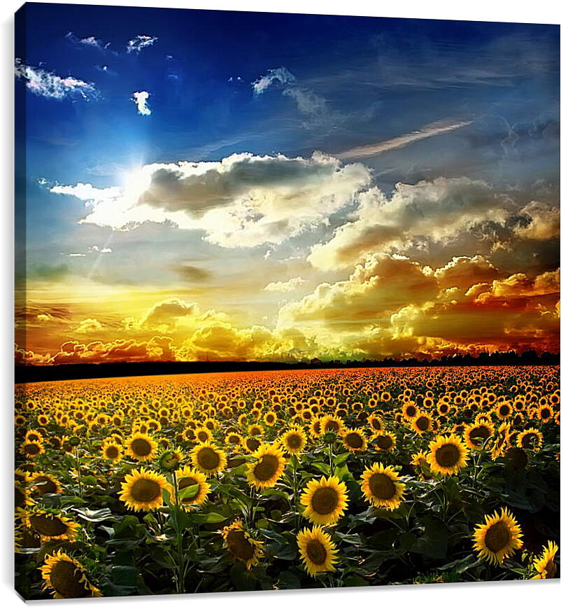 Постер и плакат - Солнечное небо и поле подсолнухов
