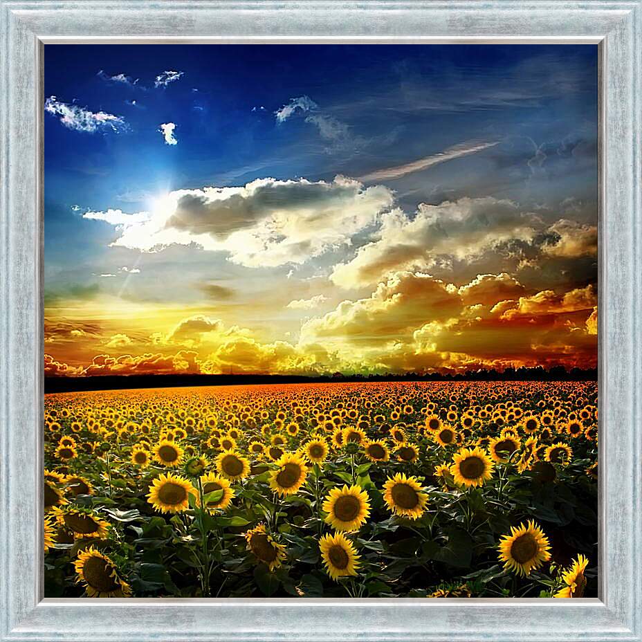 Картина в раме - Солнечное небо и поле подсолнухов
