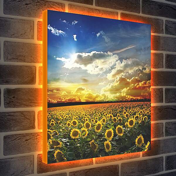 Лайтбокс световая панель - Солнечное небо и поле подсолнухов

