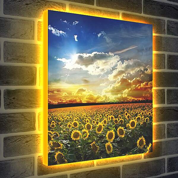 Лайтбокс световая панель - Солнечное небо и поле подсолнухов

