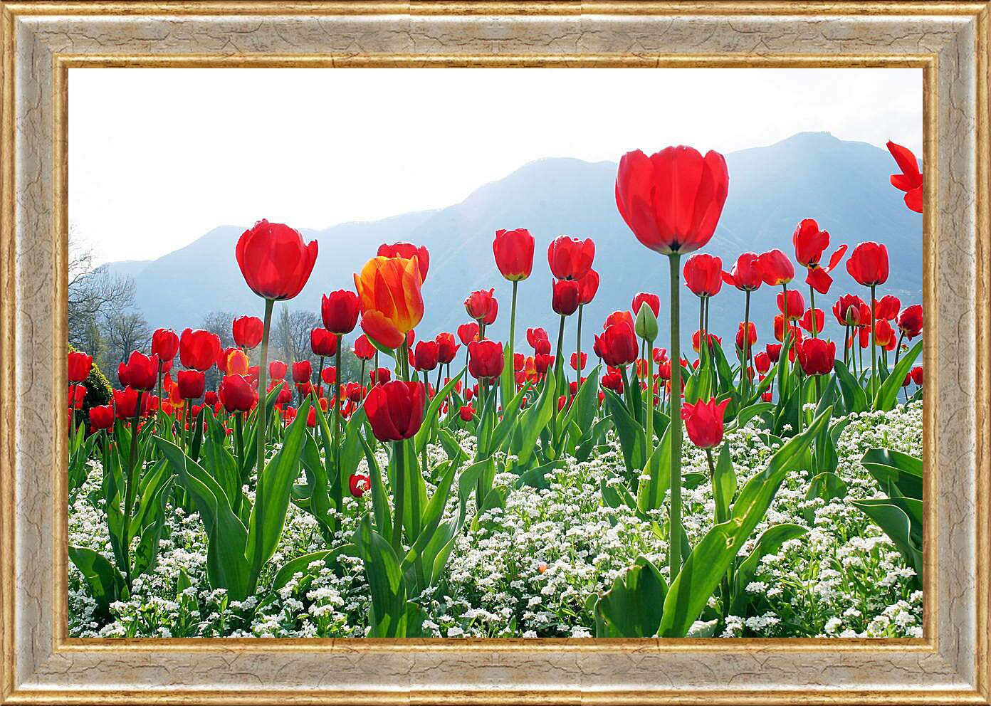 Картина в раме - Поле тюльпанов
