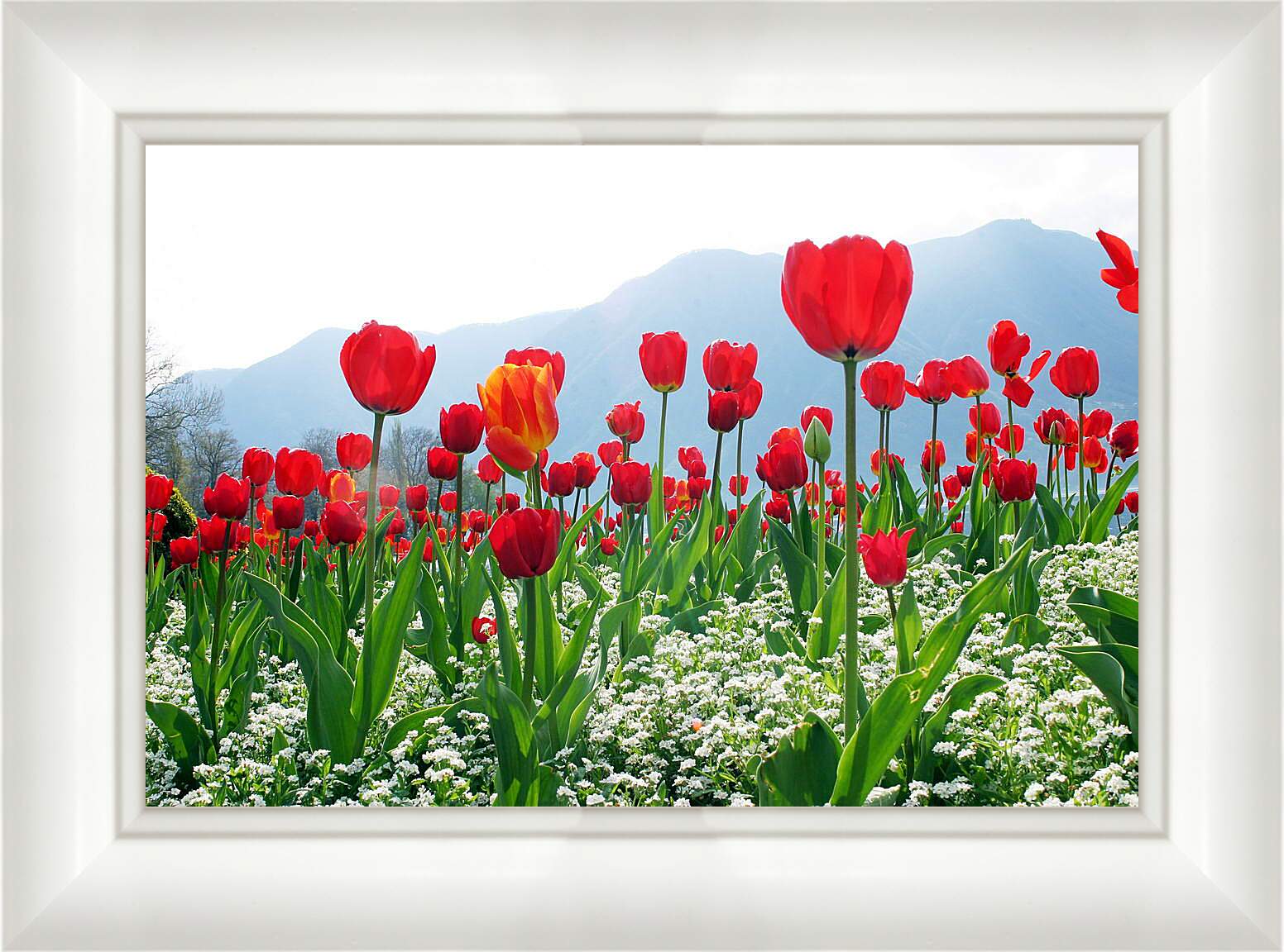 Картина в раме - Поле тюльпанов
