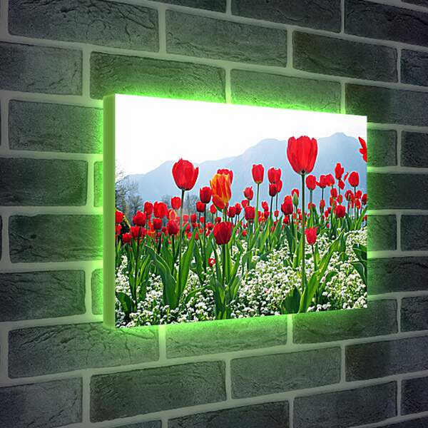 Лайтбокс световая панель - Поле тюльпанов

