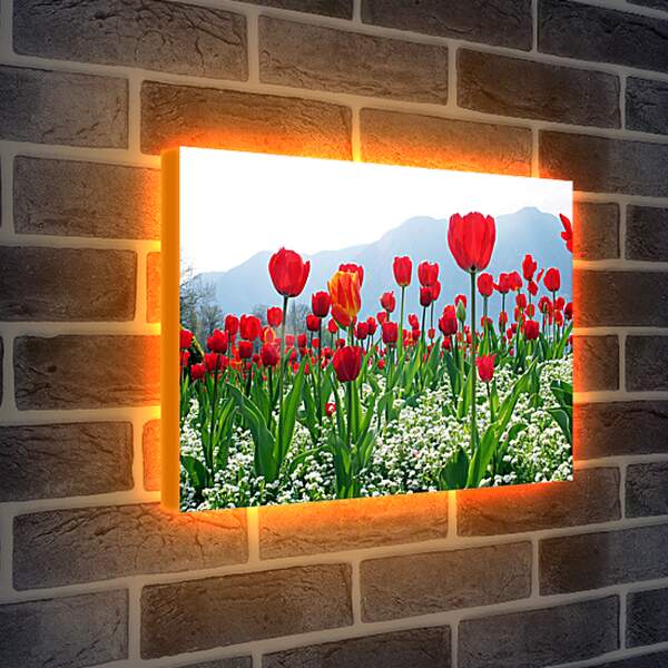 Лайтбокс световая панель - Поле тюльпанов
