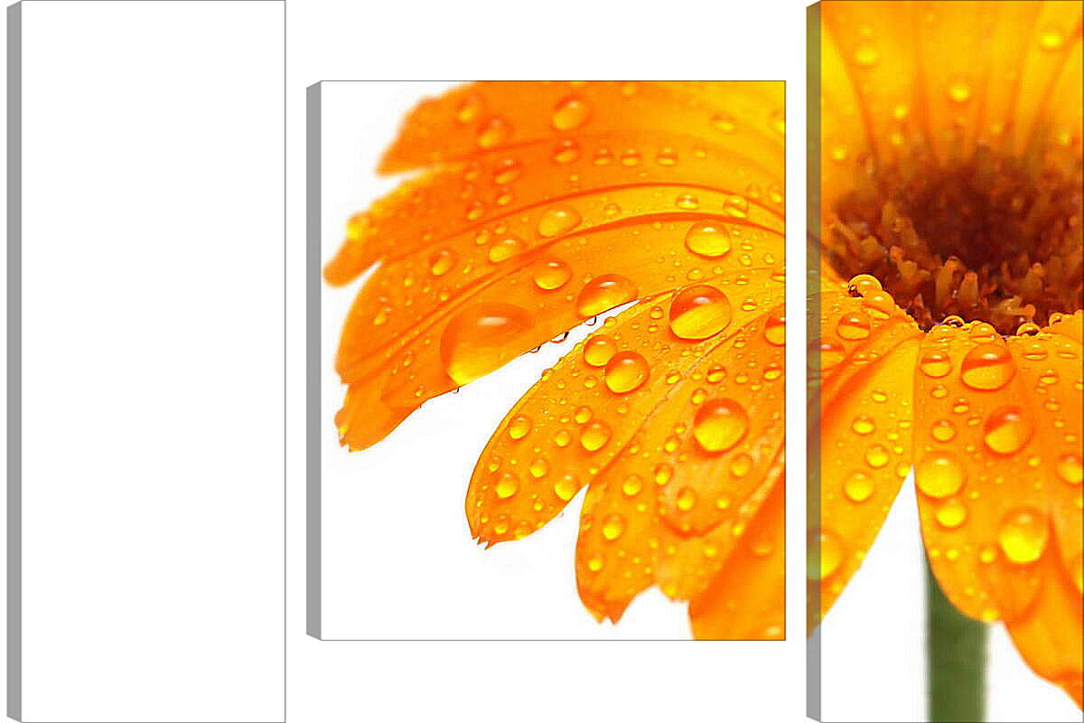 Модульная картина - Оранжевый цветок в каплях росы
