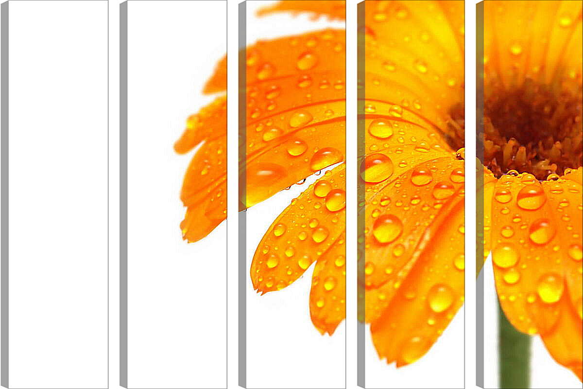 Модульная картина - Оранжевый цветок в каплях росы
