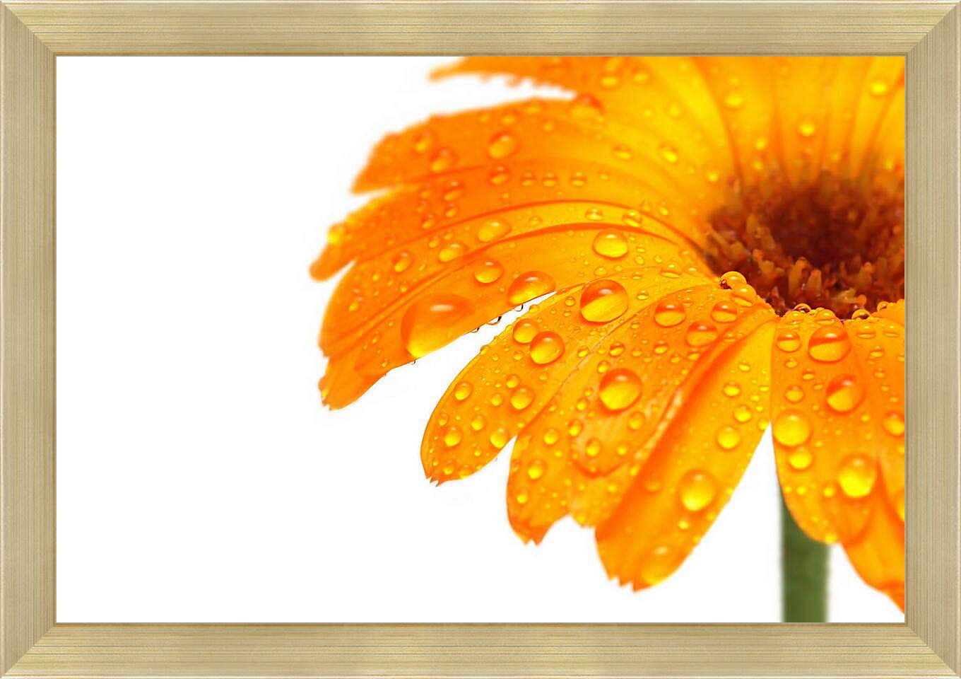 Картина в раме - Оранжевый цветок в каплях росы
