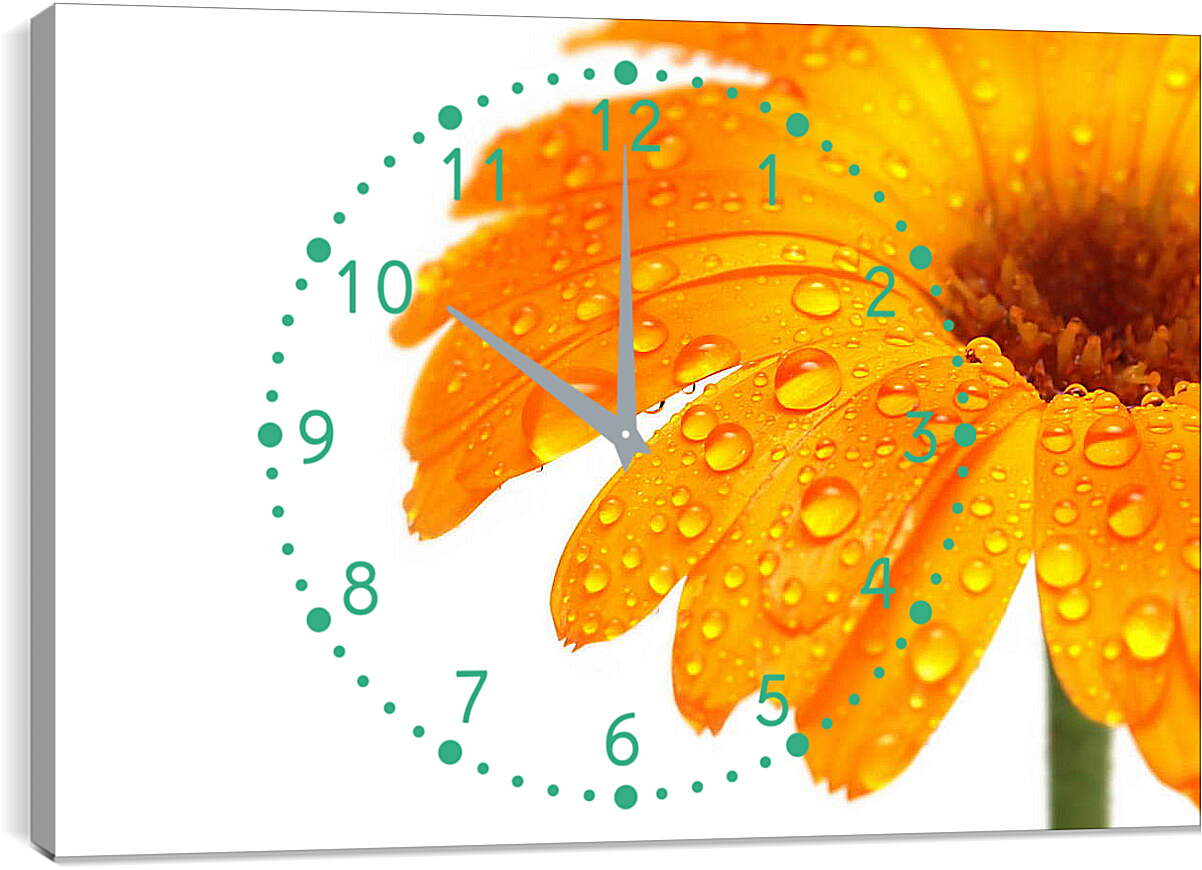 Часы картина - Оранжевый цветок в каплях росы
