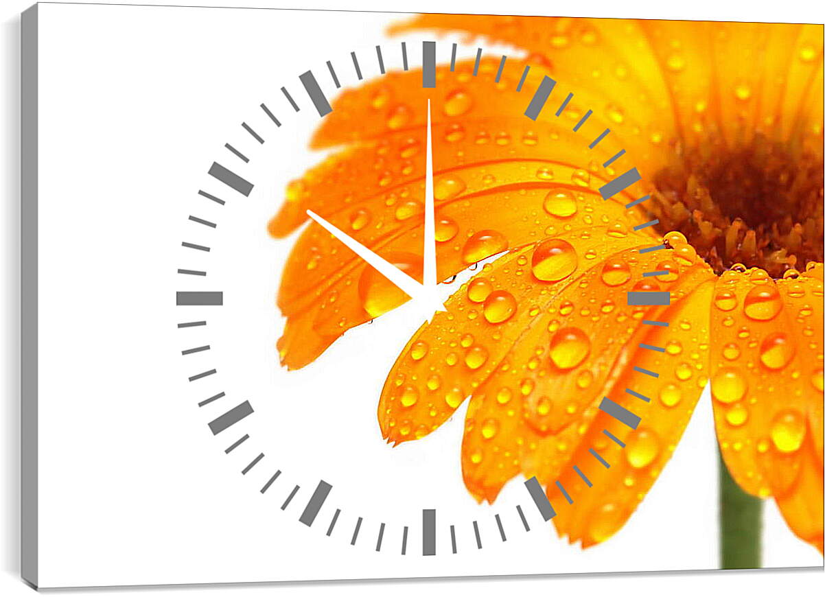 Часы картина - Оранжевый цветок в каплях росы
