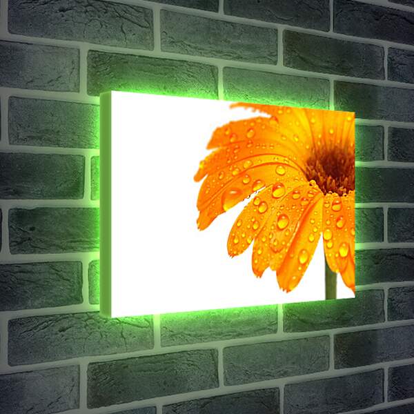 Лайтбокс световая панель - Оранжевый цветок в каплях росы
