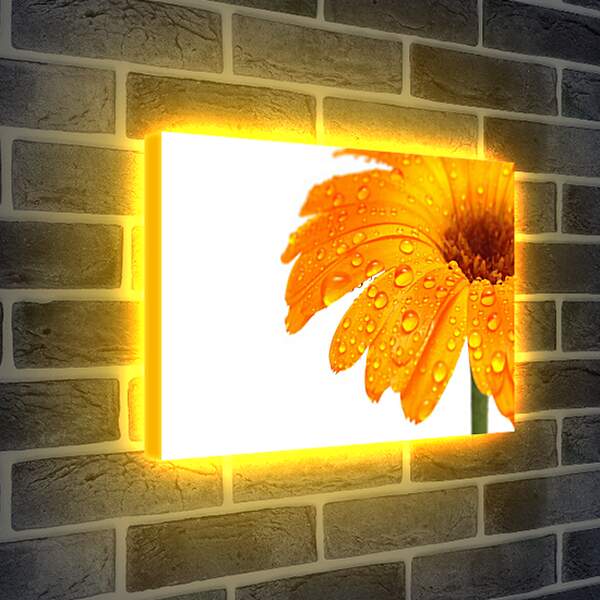 Лайтбокс световая панель - Оранжевый цветок в каплях росы
