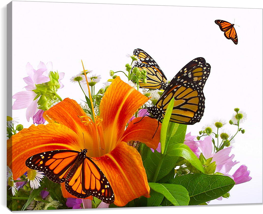 Постер и плакат - Бабочки на цветке
