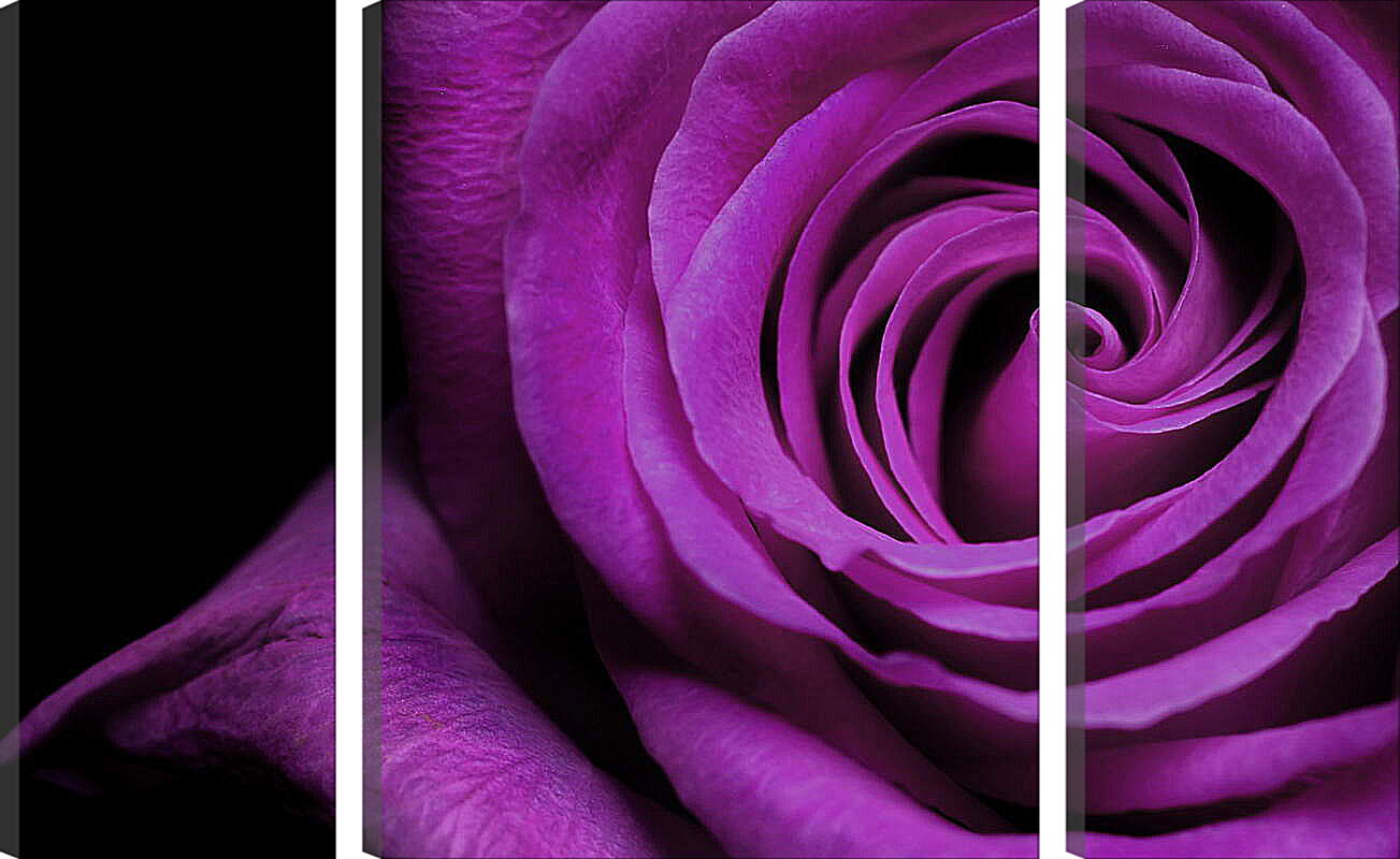 Модульная картина - Фиолетовая роза

