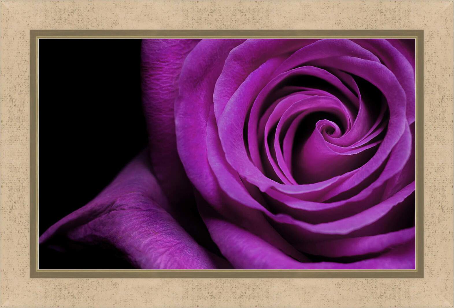 Картина в раме - Фиолетовая роза
