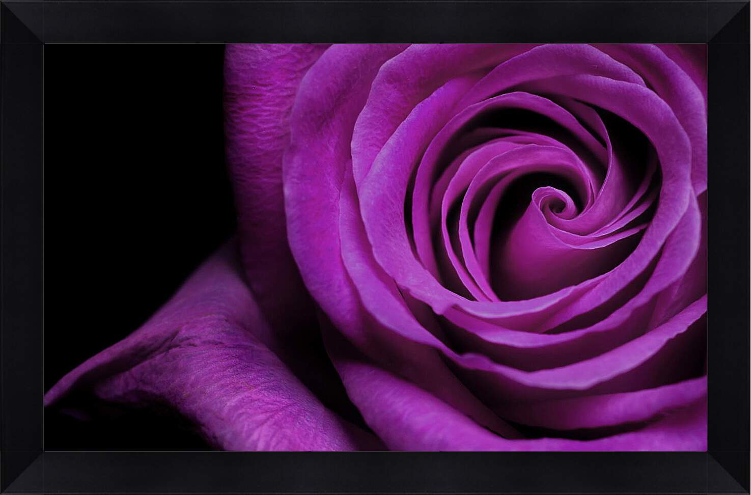 Картина в раме - Фиолетовая роза
