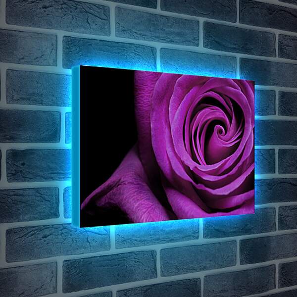 Лайтбокс световая панель - Фиолетовая роза
