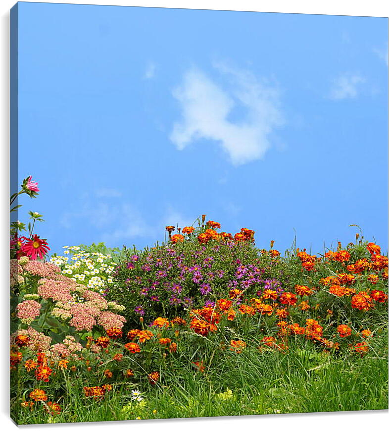 Постер и плакат - Разнообразие цветов на фоне неба
